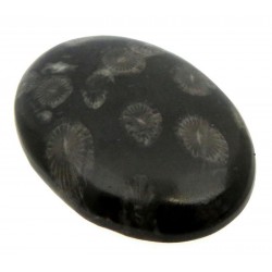 Oval 42x29mm Black Fossil Coral Cabochon 03