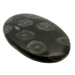Oval 43x27mm Black Fossil Coral Cabochon 05