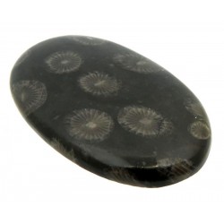 Oval 45x28mm Black Fossil Coral Cabochon 06