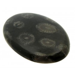 Oval 42x29mm Black Fossil Coral Cabochon 08