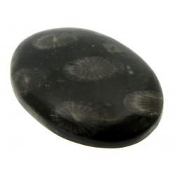 Oval 32x23mm Black Fossil Coral Cabochon 10