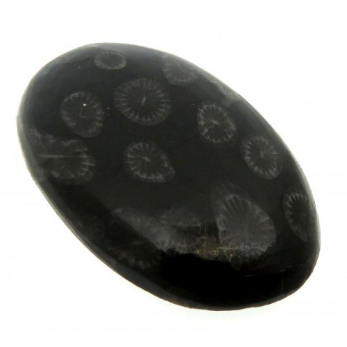 Oval 34x20mm Black Fossil Coral Cabochon 12