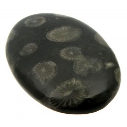 Oval 37x26mm Black Fossil Coral Cabochon 13