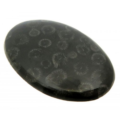 Oval 42x27mm Black Fossil Coral Cabochon 14