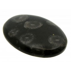 Oval 31x22mm Black Fossil Coral Cabochon 15