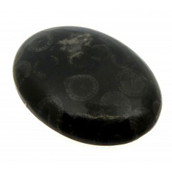 Oval 31x22mm Black Fossil Coral Cabochon 16