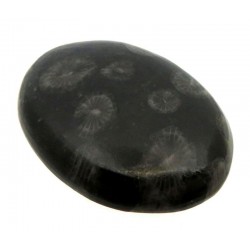 Oval 33x24mm Black Fossil Coral Cabochon 17