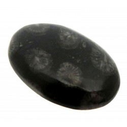 Oval 30x19mm Black Fossil Coral Cabochon 19