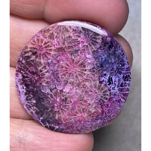 Round 34x34mm Colour Enhanced Fossil Coral Cabochon 02