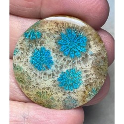 Round 34x34mm Colour Enhanced Fossil Coral Cabochon 13