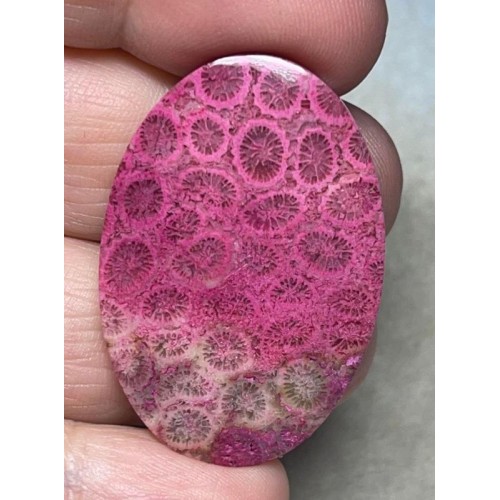 Oval 40x27mm Colour Enhanced Fossil Coral Cabochon 15