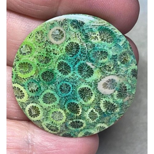 Round 36x36mm Colour Enhanced Fossil Coral Cabochon 19