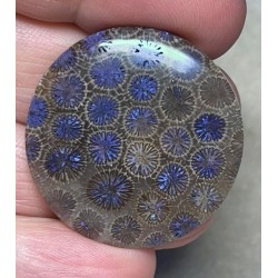 Round 31x31mm Colour Enhanced Fossil Coral Cabochon 23
