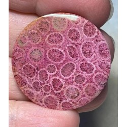 Round 32x32mm Colour Enhanced Fossil Coral Cabochon 25