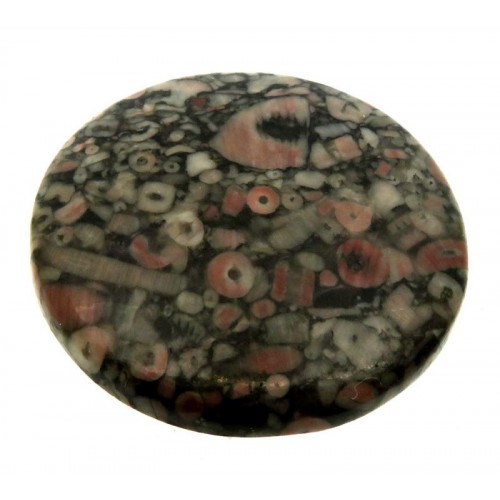Round 38x38mm Crinoid Fossil Cabochon 01