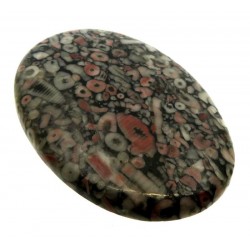 Oval 59x42mm Crinoid Fossil Cabochon 05