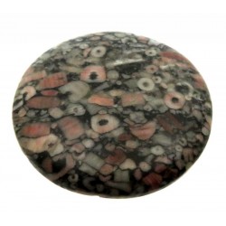 Round 39x39mm Crinoid Fossil Cabochon 06