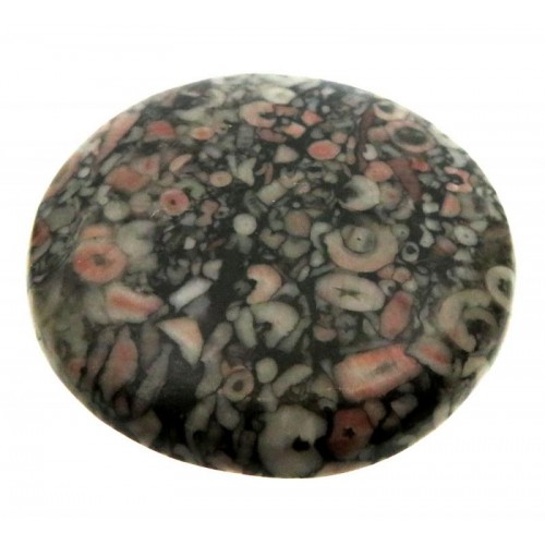 Round 41x41mm Crinoid Fossil Cabochon 08
