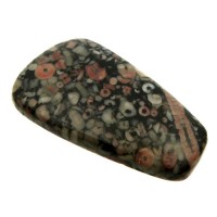 Freeform 42x24mm Crinoid Fossil Cabochon 10