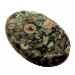 Oval 35x24mm Crinoid Fossil Cabochon 13