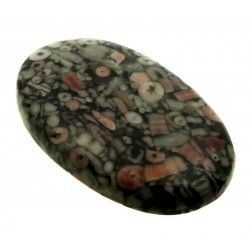 Oval 40x24mm Crinoid Fossil Cabochon 14