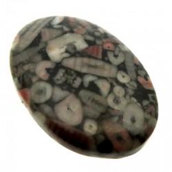 Oval 34x22mm Crinoid Fossil Cabochon 16