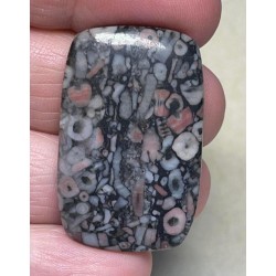 Rectangle 36x23mm Crinoid Fossil Cabochon 22
