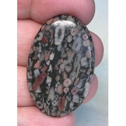 Oval 40x25mm Crinoid Fossil Cabochon 23