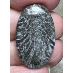 Oval 30x18mm Black Fossil Coral Cabochon 21