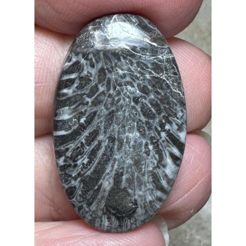 Oval 30x18mm Black Fossil Coral Cabochon 21