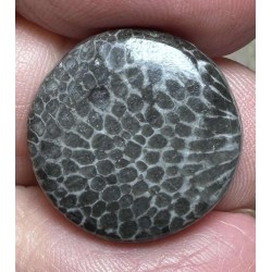 Round 19x19mm Black Fossil Coral Cabochon 22