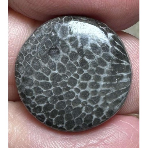 Round 19x19mm Black Fossil Coral Cabochon 22