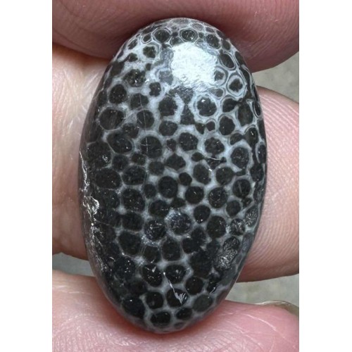 Oval 24x14mm Black Fossil Coral Cabochon 23