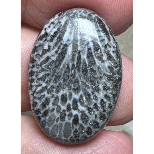 Oval 26x18mm Black Fossil Coral Cabochon 24