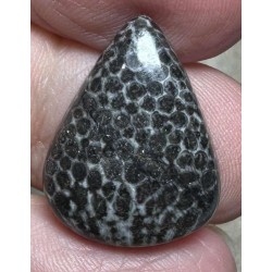 Teardrop 21x16mm Black Fossil Coral Cabochon 25