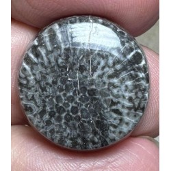 Round 20x20mm Black Fossil Coral Cabochon 26