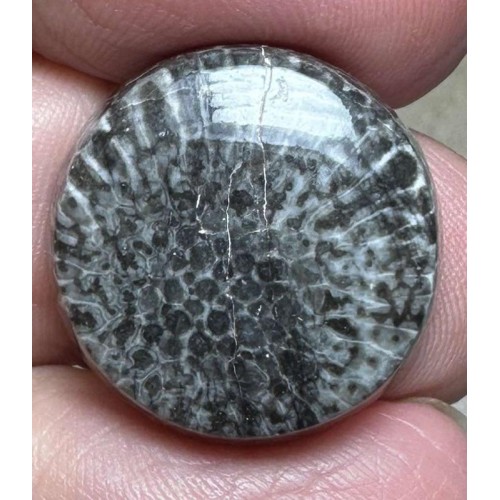 Round 20x20mm Black Fossil Coral Cabochon 26