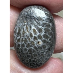 Oval 24x16mm Black Fossil Coral Cabochon 27