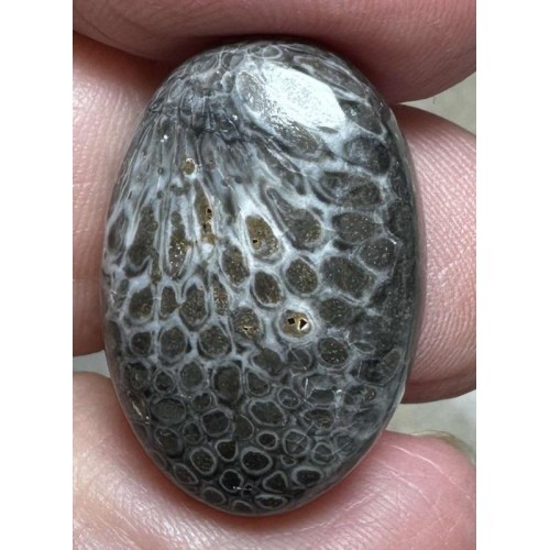 Oval 24x16mm Black Fossil Coral Cabochon 27