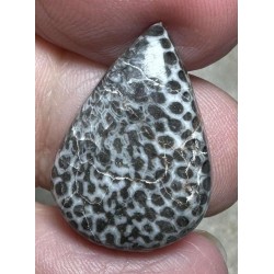 Teardrop 23x16mm Black Fossil Coral Cabochon 28