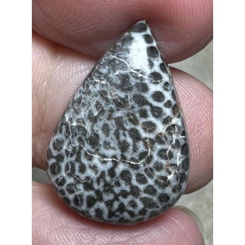 Teardrop 23x16mm Black Fossil Coral Cabochon 28