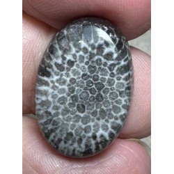 Oval 22x15mm Black Fossil Coral Cabochon 29