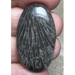 Oval 37x21mm Black Fossil Coral Cabochon 30