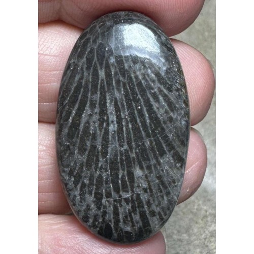 Oval 37x21mm Black Fossil Coral Cabochon 30