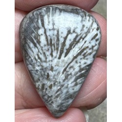 Teardrop 28x20mm Black Fossil Coral Cabochon 31