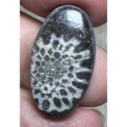 Oval 27x15mm Black Fossil Coral Cabochon 32
