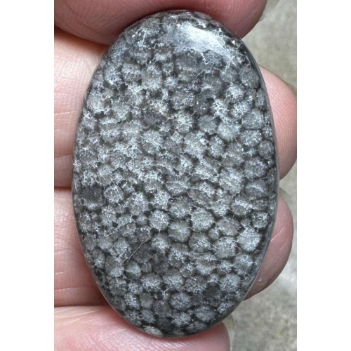 Oval 37x23mm Black Fossil Coral Cabochon 33