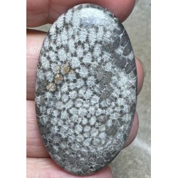 Oval 46x27mm Black Fossil Coral Cabochon 34