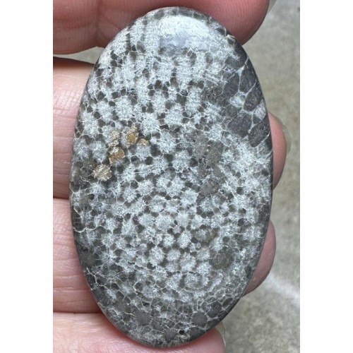Oval 46x27mm Black Fossil Coral Cabochon 34