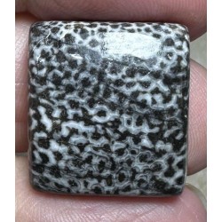 Rectangle 20x18mm Black Fossil Coral Cabochon 35